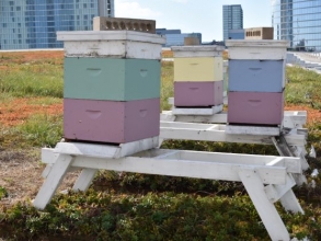 honeybee hives on green roof