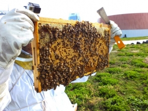 beehive tray with honeycomb