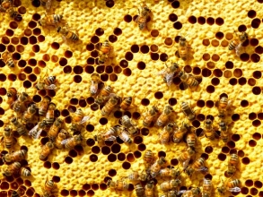 beehive honeycomb with bees