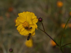 wildflower with honeybees